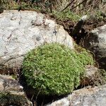 Saxifraga prostii Habit