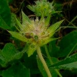 Knautia dipsacifolia Blomst