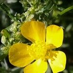 Ranunculus sardous Квітка