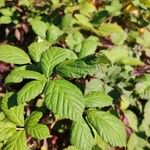 Rubus discolor برگ