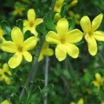 Jasminum fruticans Virág