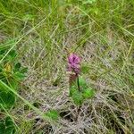 Pedicularis verticillata Květ
