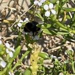 Cakile maritima 樹皮