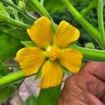 Abutilon theophrastiFlower