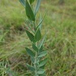 Linaria genistifolia Leaf
