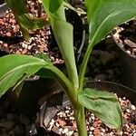 Musa velutina Folha