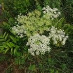 Angelica razulii Habit