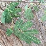 Albizia brevifolia Feuille