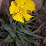 Ranunculus gramineus Kvet