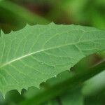 Crepis paludosa Leaf