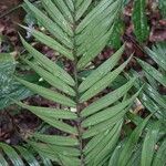 Dypsis concinna Leaf