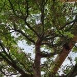 Acer japonicum Natur