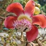 Couroupita guianensis Цветок