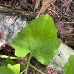 Adenocaulon bicolor Feuille