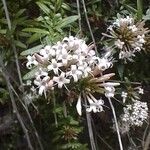 Plocama calabrica Çiçek