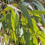 Eucalyptus sideroxylon 叶