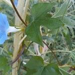 Ipomoea hederacea Φύλλο