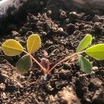 Arachis hypogaea Leaf