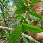 Ixora borboniaeFolha