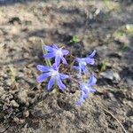 Scilla luciliae Flower