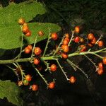 Xiphidium caeruleum Fruit