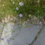 Scabiosa canescens Costuma