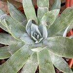 Dudleya pulverulenta Leaf