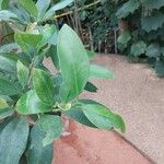 Ficus americana Leaf