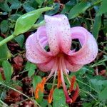 Lilium martagon Flor