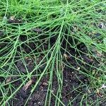 Equisetum arvense Jani