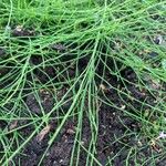 Equisetum arvense Лист