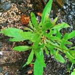 Erechtites hieraciifolius Leaf