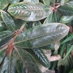 Rhododendron yakushimanum Leaf