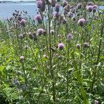 Cirsium arvenseКвітка