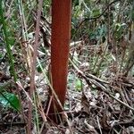 Harungana madagascariensis Corteza