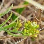 Thesium linophyllon Blüte