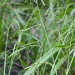 Carex strigosa Hedelmä