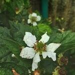 Rubus canescens 花