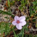 Erodium lebelii Λουλούδι