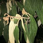 Viburnum rhytidophyllum Blad
