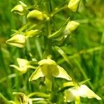 Platanthera chloranthaFlower