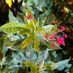 Jatropha integerrimaFlower