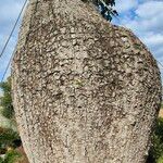 Ceiba insignis Casca