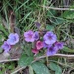 Pulmonaria vallarsaeBlomma