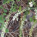 Sesamoides purpurascens 花