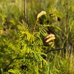 Desmanthus illinoensis Hedelmä