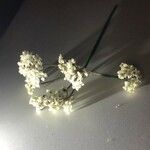 Seseli montanum Fleur