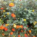 Tithonia rotundifolia Habit