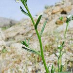 Cryptantha pterocarya Хабит