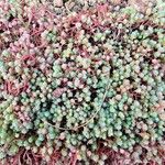 Sedum hispanicum 葉